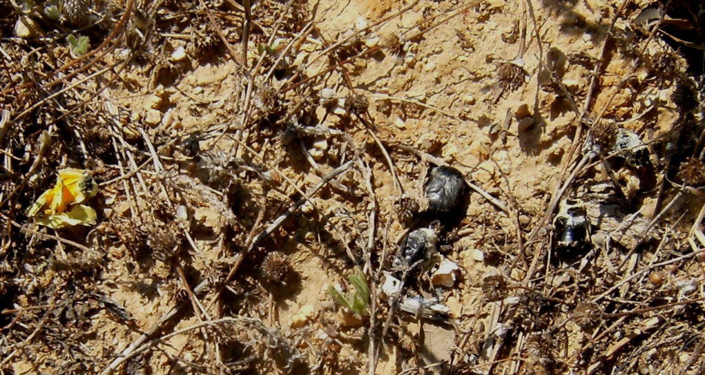 Argiope lobata e Argiope trifasciata - Cagliari